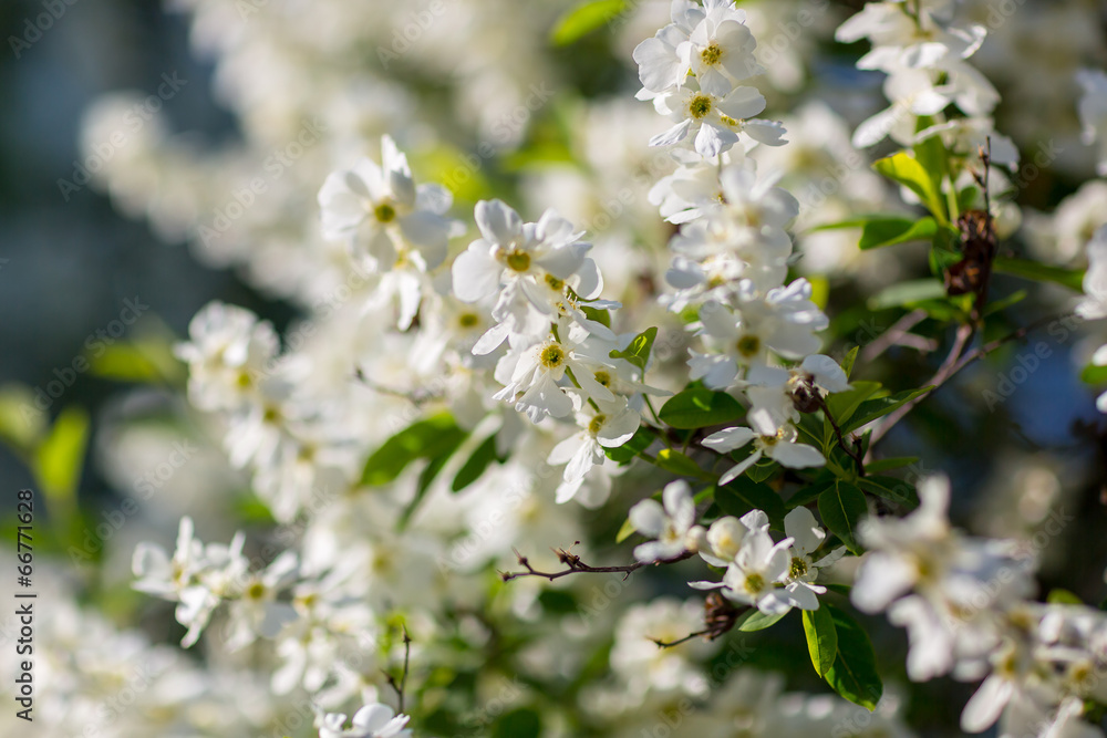 White flowers of the cherry blossoms White flowers of the cherry blossoms
