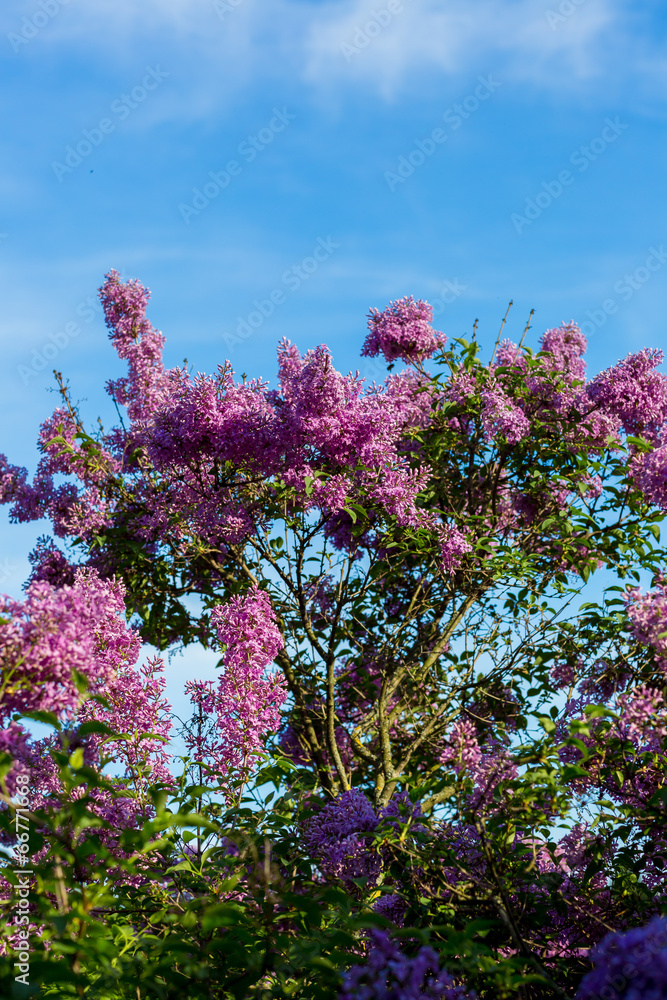 purple lilac bush blooming in May day. City park