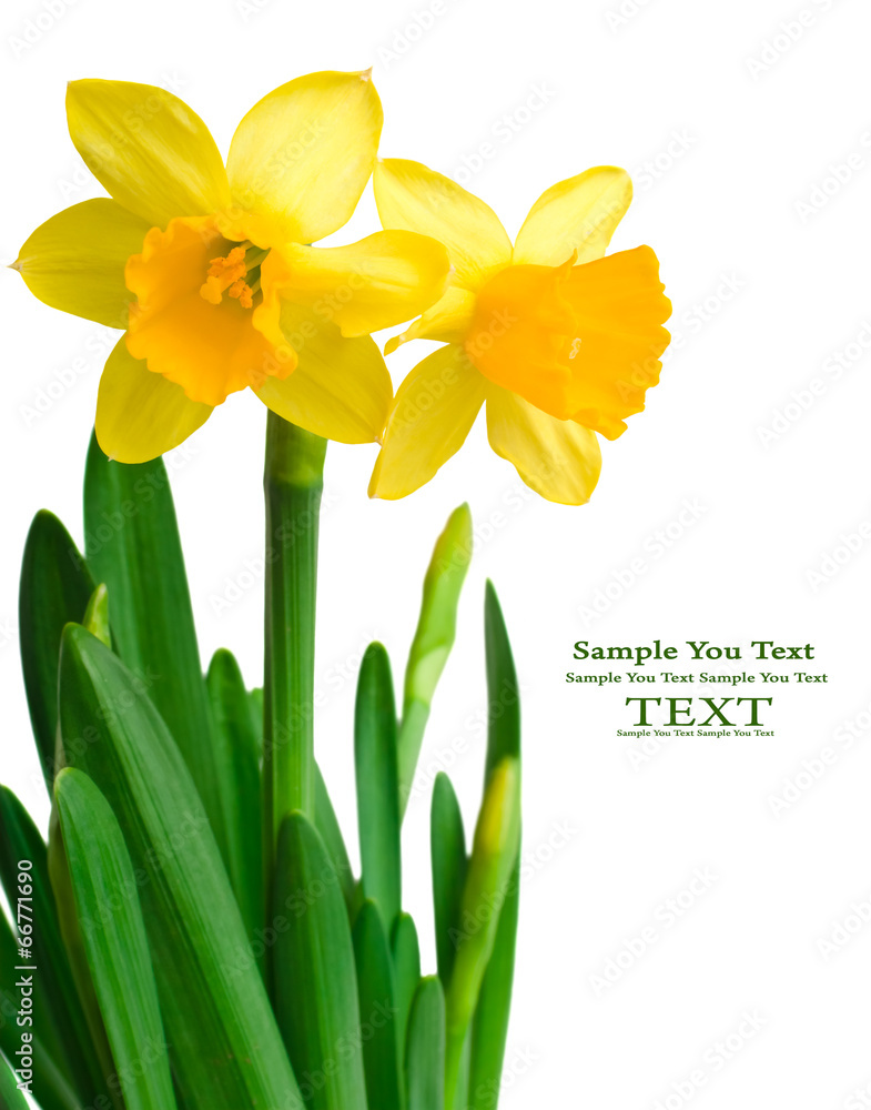 Fototapeta premium daffodils in green grass over white