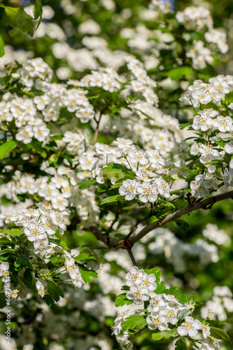 White flowers of the cherry blossoms