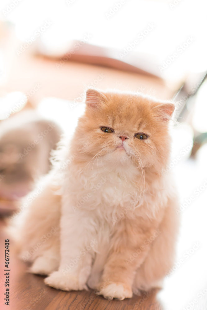 Pretty cat on floor