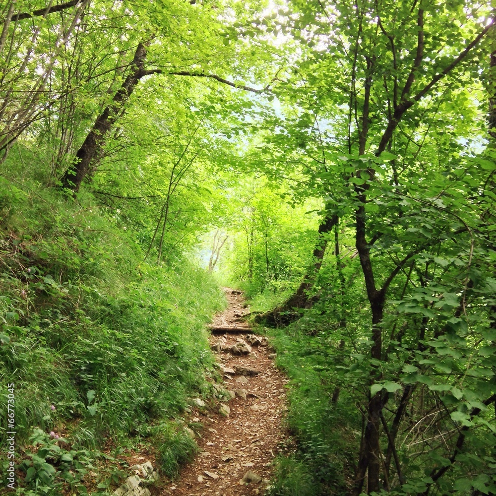 Weg durch Wald in Italien