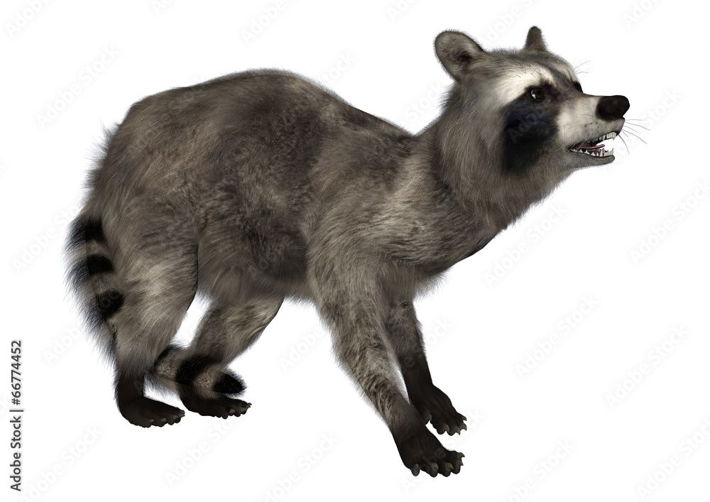 Obraz premium Raccoon