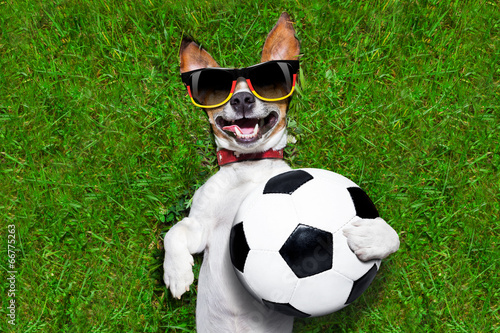 funny  german soccer dog © Javier brosch