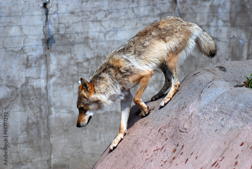 A running wolf portrait