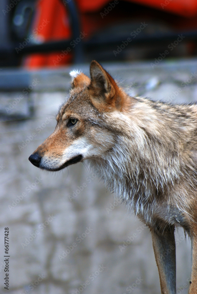 Fototapeta premium A wolf portrait