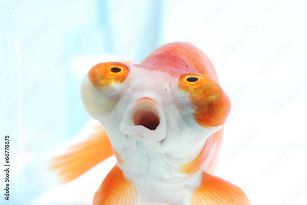 頂天眼 Stock Photo Adobe Stock