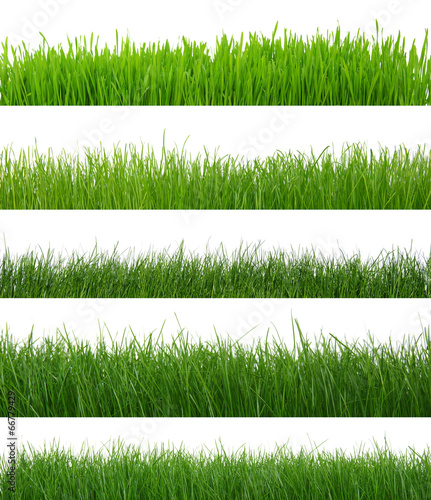 grass on white