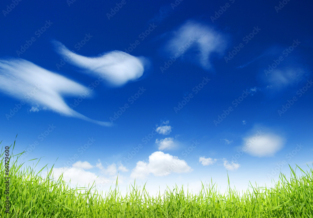 Obraz premium Green grass