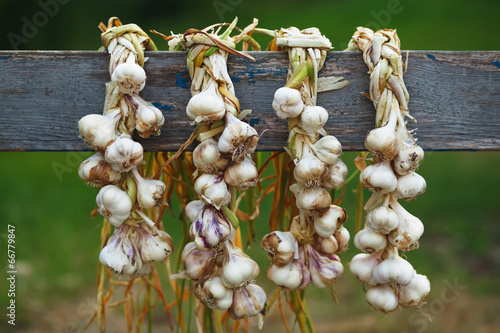 garlic wreath still life