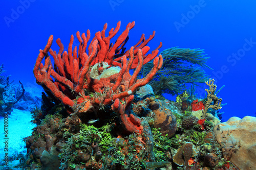 Colorful tropical coral reef in the caribbean sea #66780036