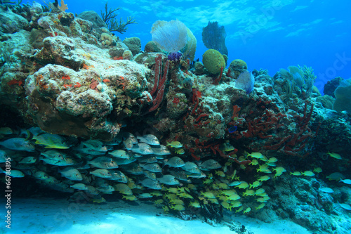Tropical coral reef and fish in the caribbean sea #66780895
