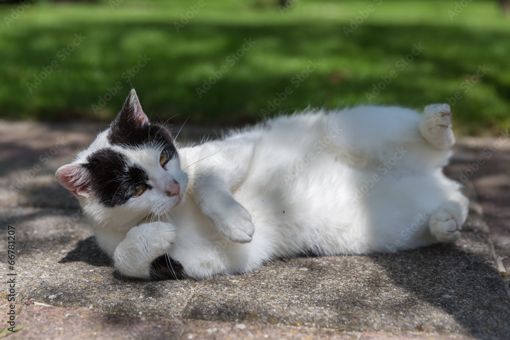 Black and white cat sleeping in a garden Black and white cat sleeping in a garden