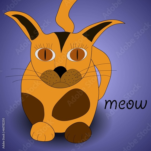 serious cat
