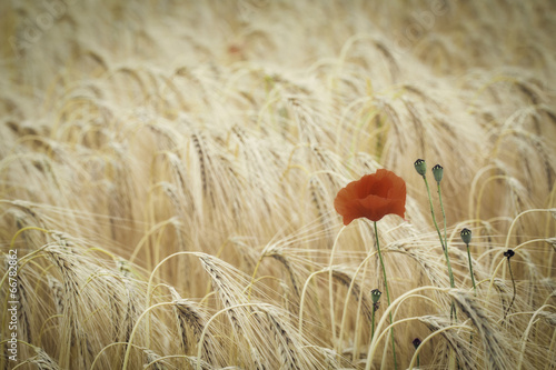 Fototapeta Naklejka Na Ścianę i Meble -  poppy flower in corn field