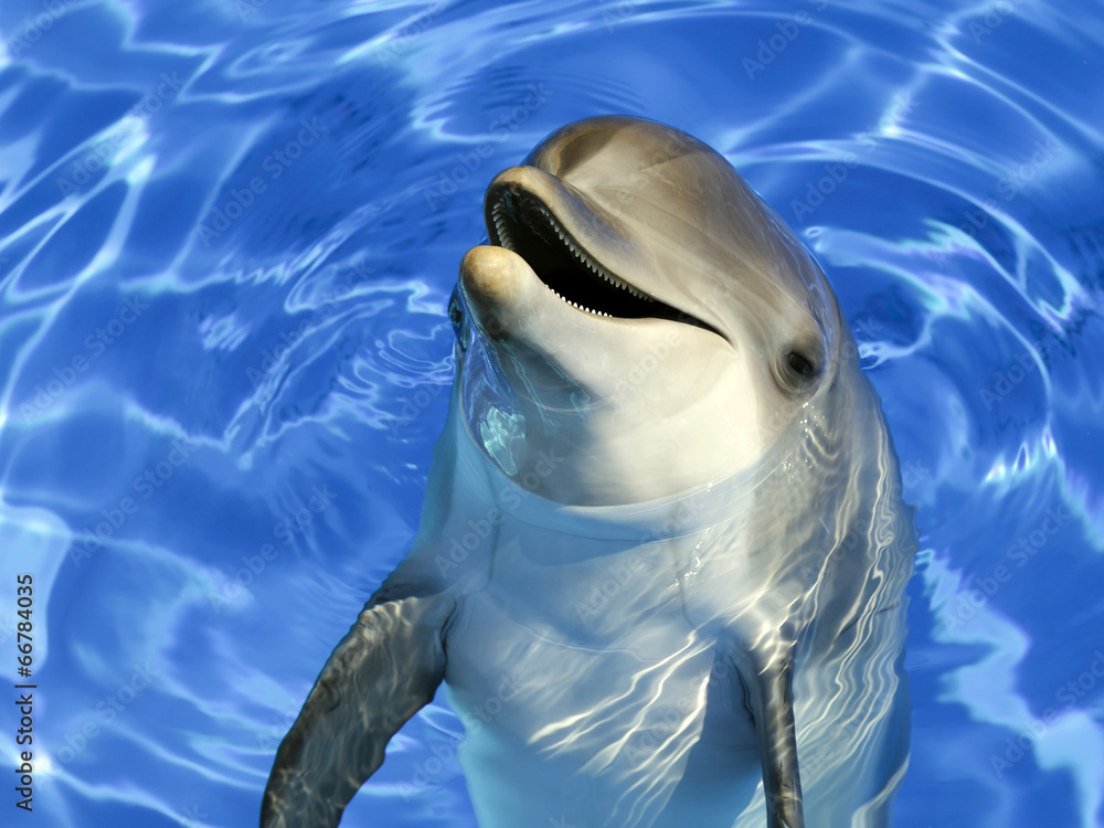 Naklejka premium Portret wspólnego delfina
