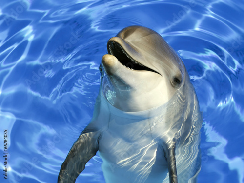 Portrait d'un dauphin commun
