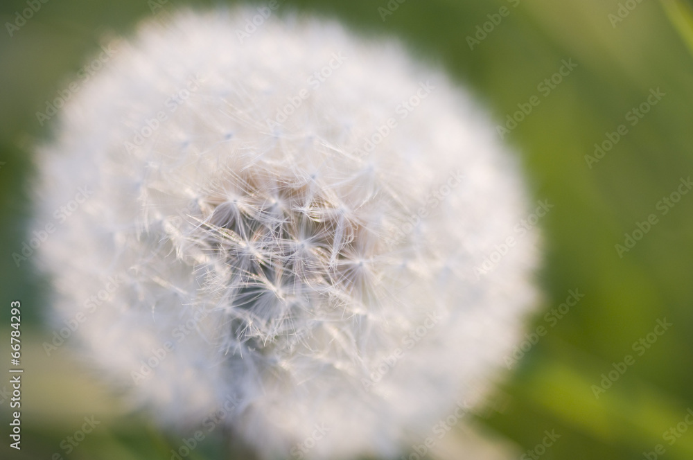 Fototapeta premium mniszek lekarski puszysty