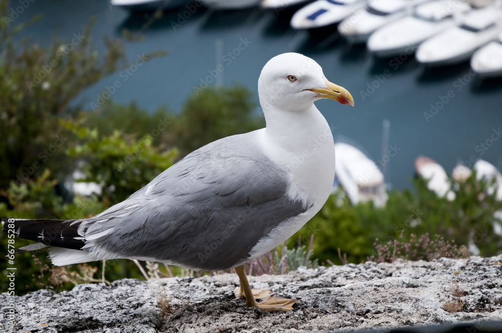 Close-up Seagull on the wall in Nice France Close-up Seagull on the wall in Nice France