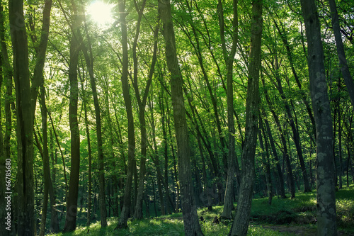 Sunlight goes through green leaves in summer forest