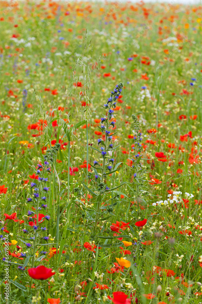 the picturesque landscape with red poppies among the meadow