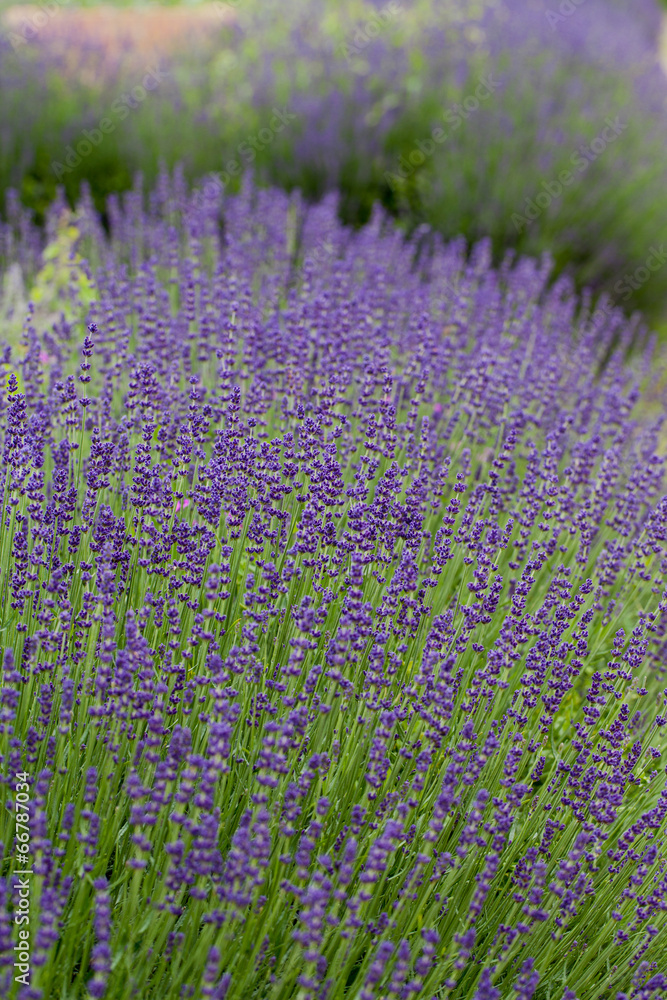Naklejka premium Ogród z kwitnącą lawendą we Francji