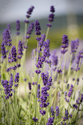 Lavender Portrait Close Up