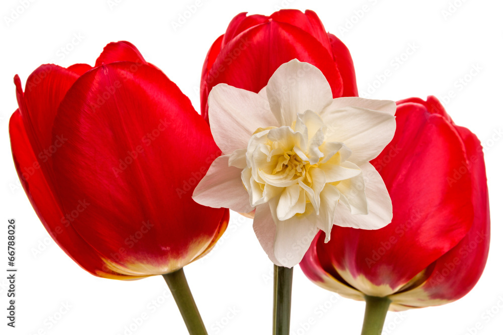 Three tulips and narcissus