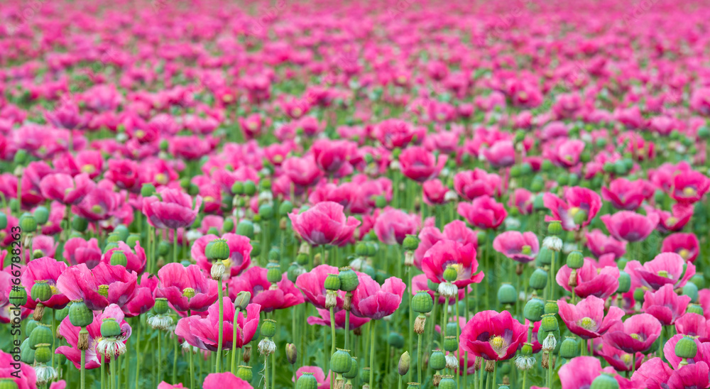 Endless field with pink flowering Papavers Endless field with pink flowering Papavers