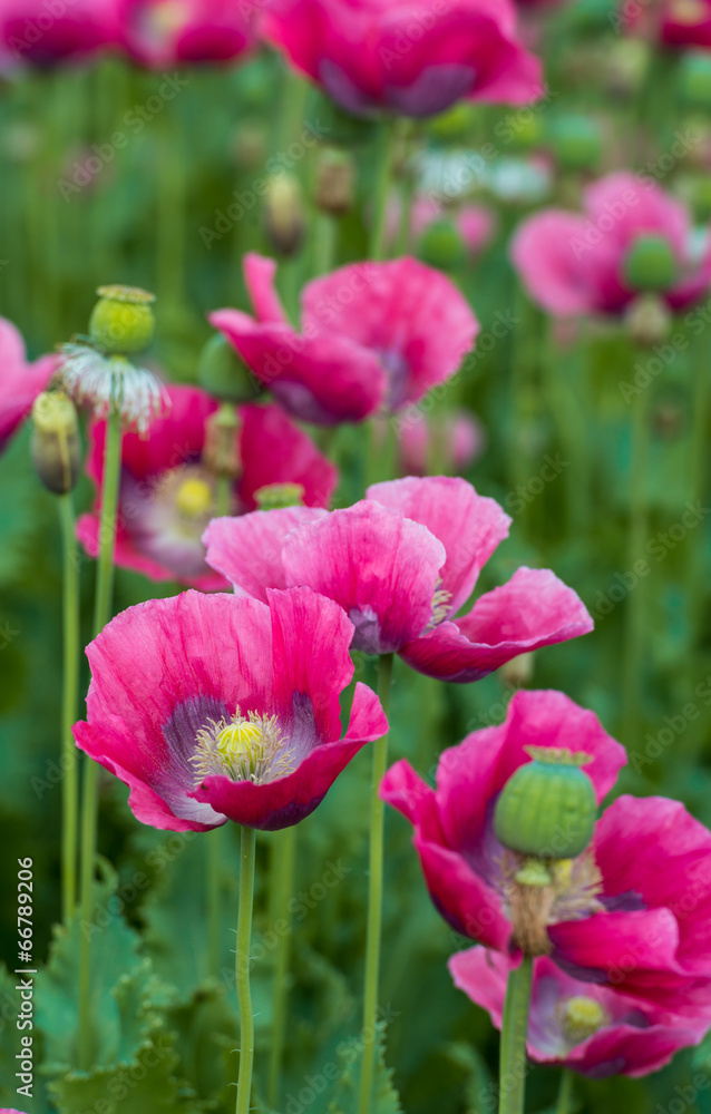 Pink flowering Papavers from close