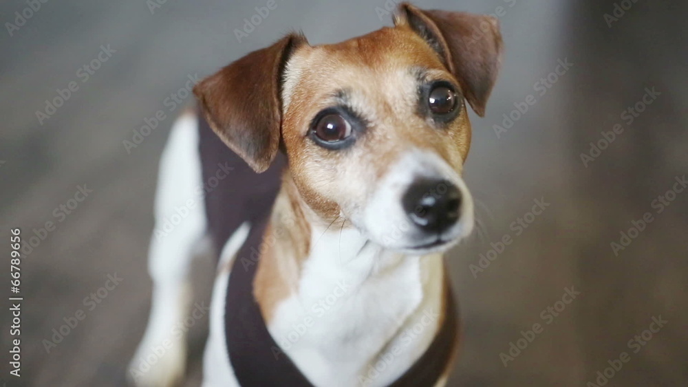 Small smart dog. Small smart dog.