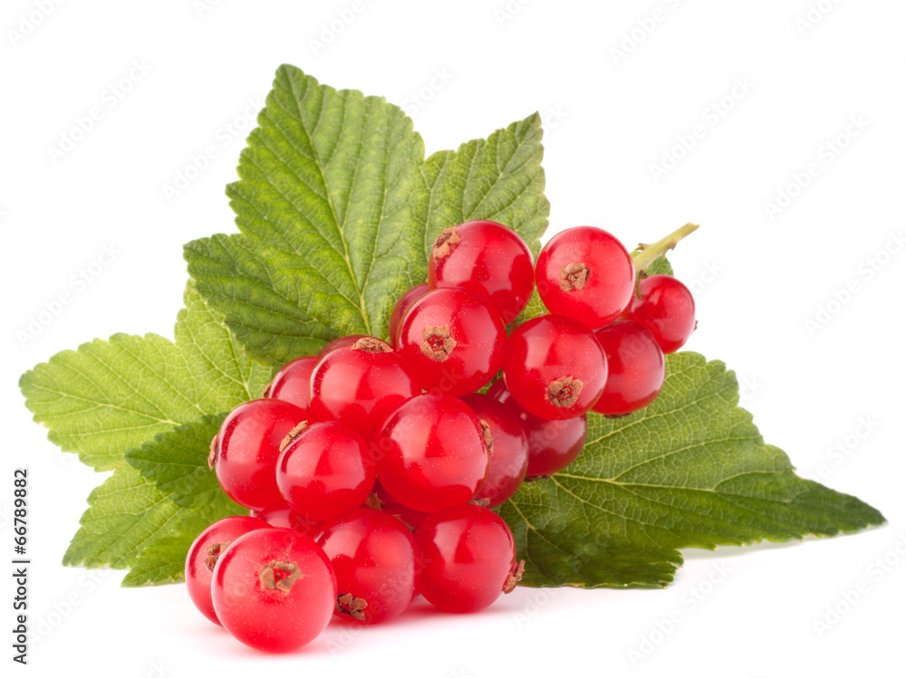 Red currants and green leaves still life Red currants and green leaves still life