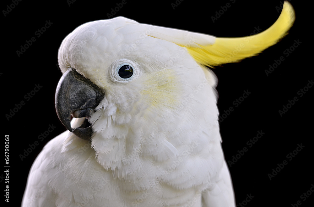 Naklejka premium Portrait of Sulphur-crested Cockatoo