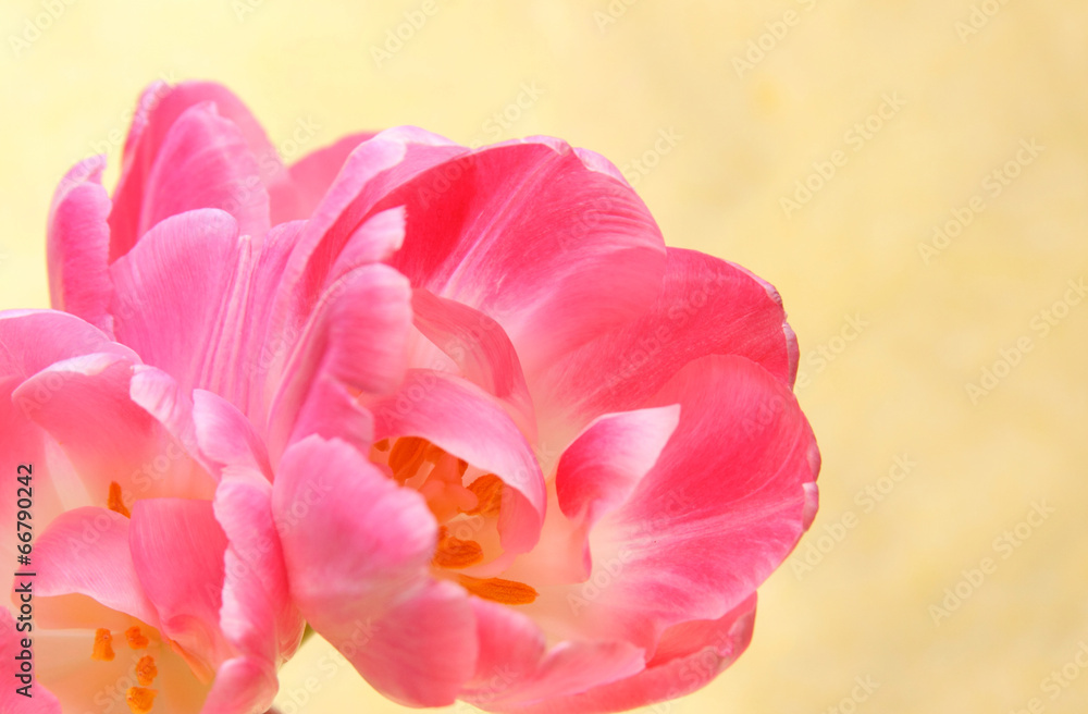 Drei Blüten Drei Blüten