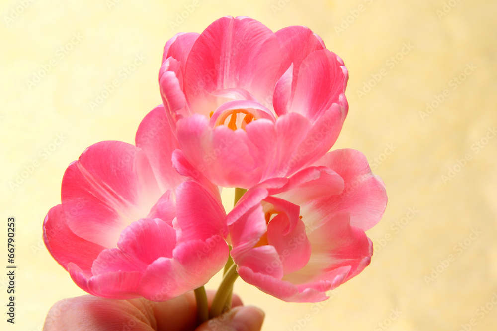 Rosa Tulpen in der Hand Rosa Tulpen in der Hand