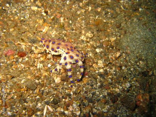 Blauring-Octopus