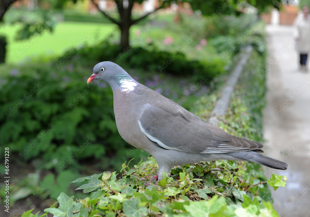 Obraz premium Pigeon