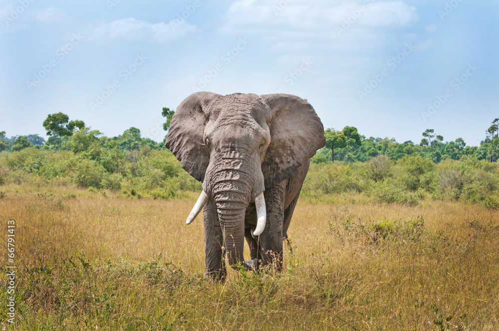 Fototapeta premium african elephant walking through the savannah in east africa