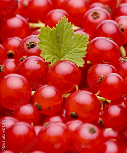 Johannisbeeren