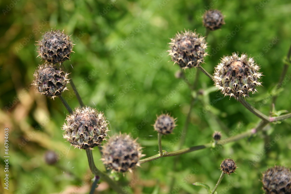 Centaurea scabiosa Centaurea scabiosa