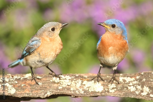 Eastern Bluebirds © Steve Byland