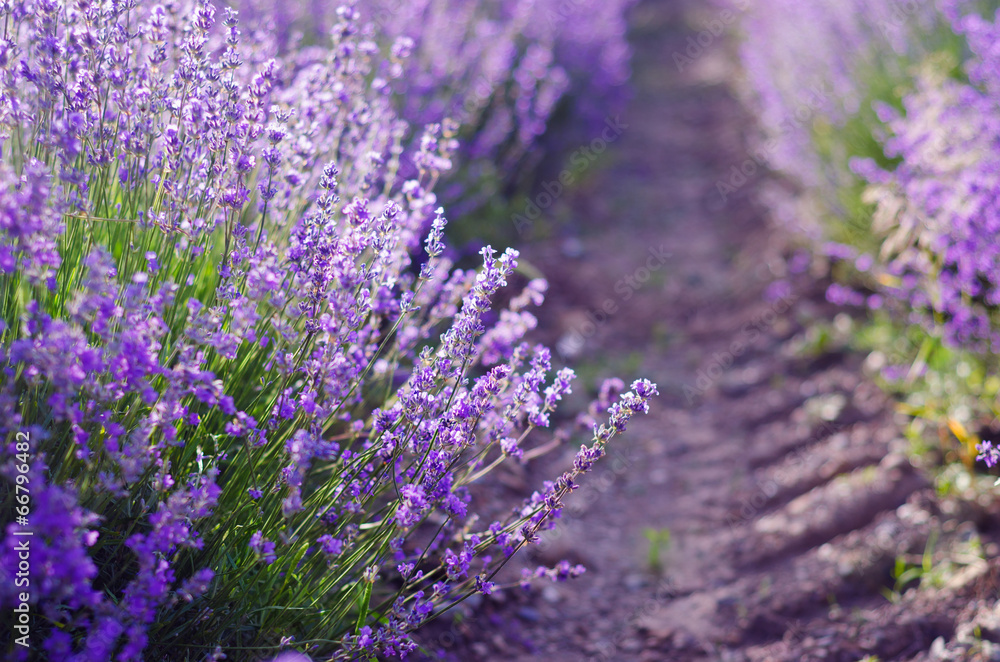 Obraz premium Sprigs of Lavender