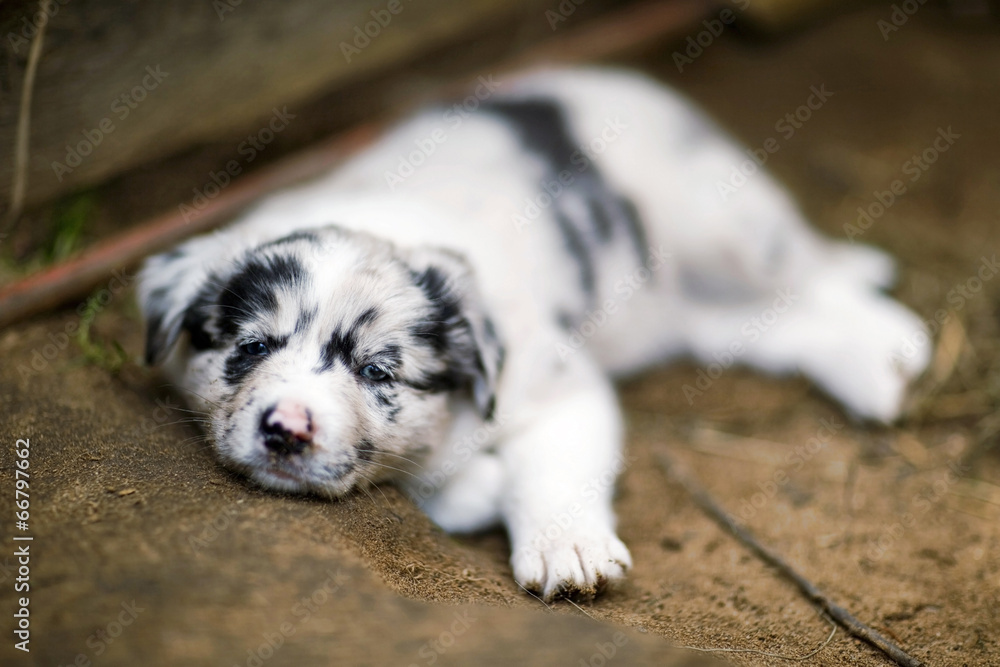 Border Collie puppies Border Collie puppies