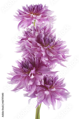 Fototapeta Naklejka Na Ścianę i Meble -  dahlia