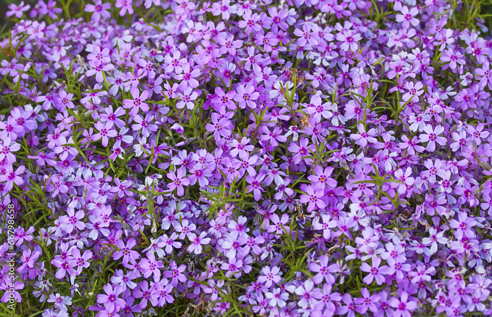 wild purple flowers wild purple flowers