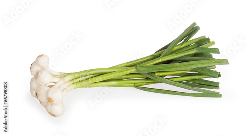 Fotografie bunch of young garlic