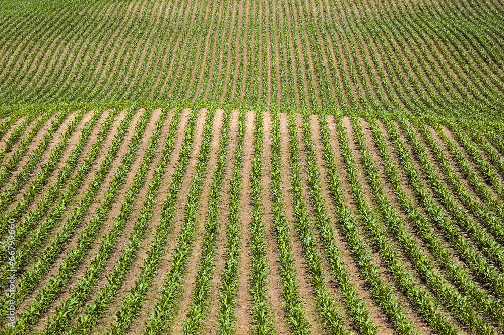 Rows of Corn