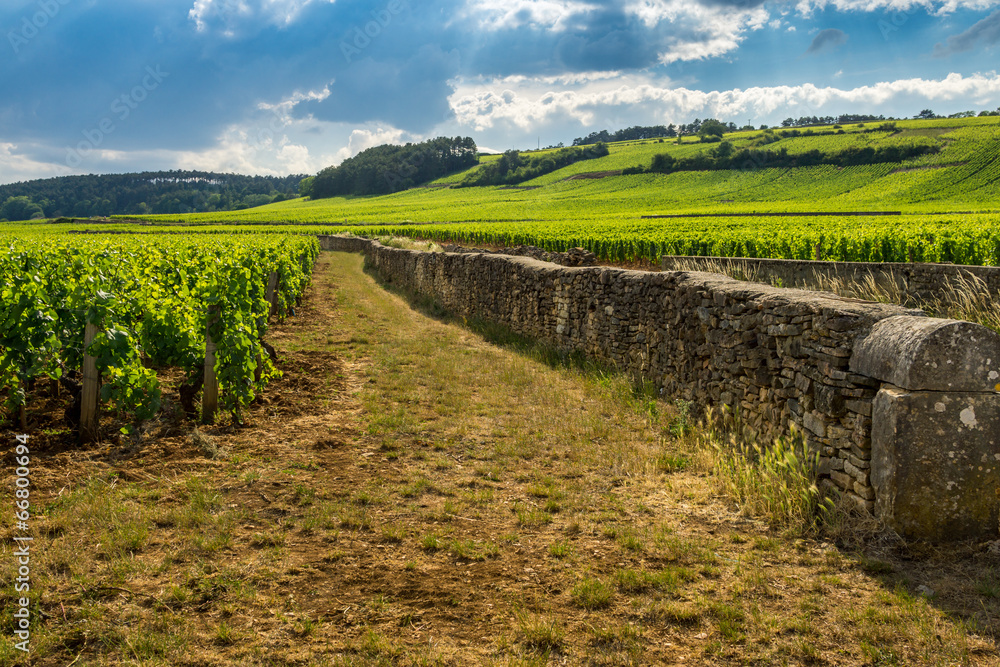 Obraz premium clos de Bourgogne