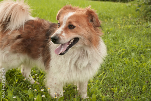 Canvas-taulu Dog's Profile