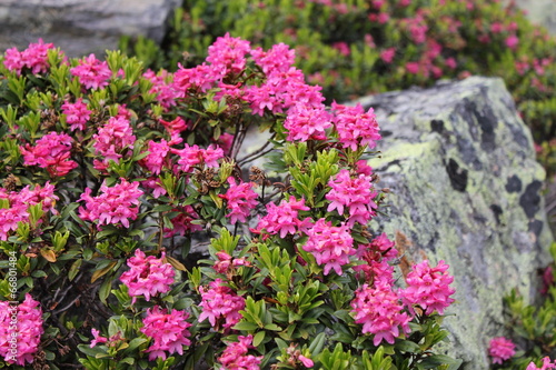 Alpenrose (Rhododendron hirsutum)